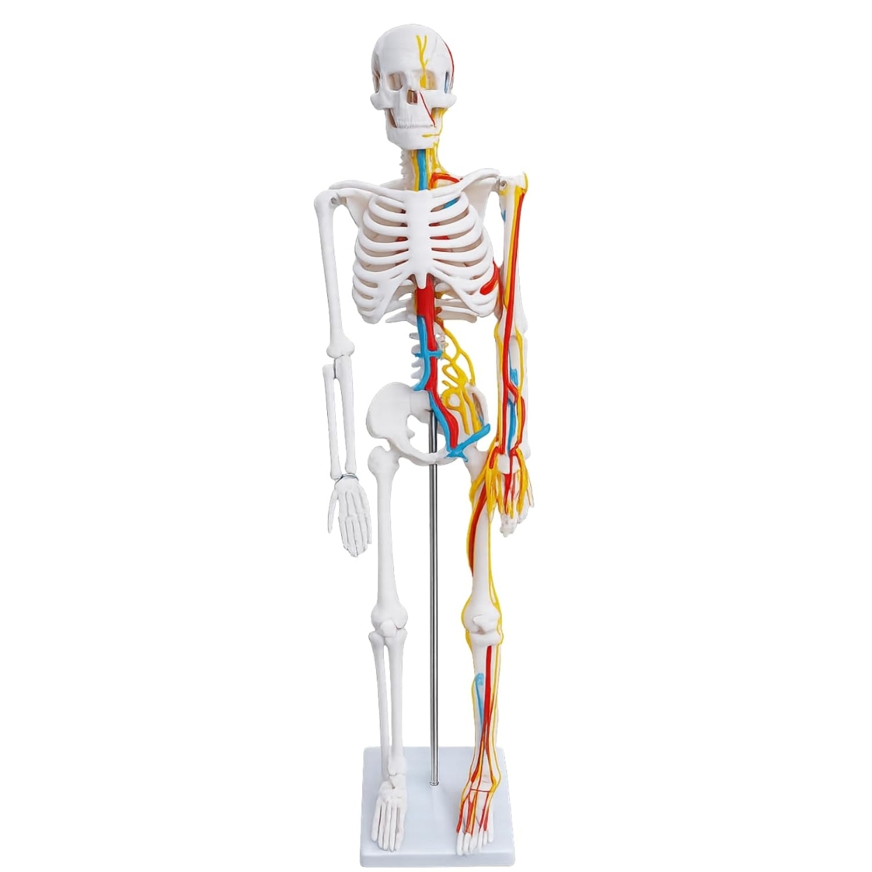 Anatomy